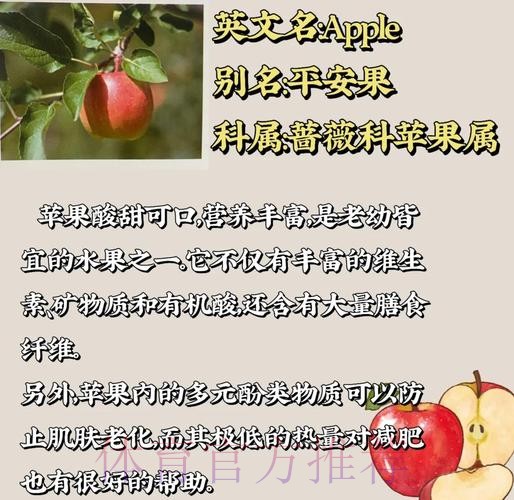 探索世界杯下注苹果全站的独特魅力